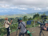 Shuamta - Batumi Raptor Count